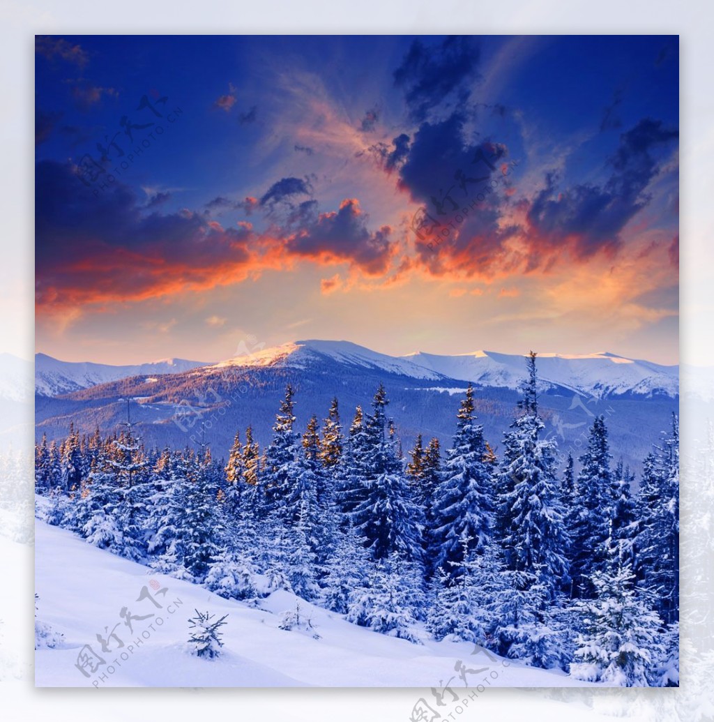 雪松雪地风景图片图片