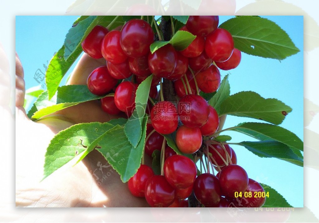 cherries009.jpg