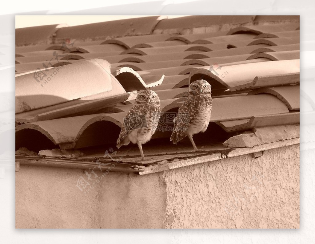 自然鸟夫妇屋顶动物野生动物单色猫头鹰发现城市野生动物