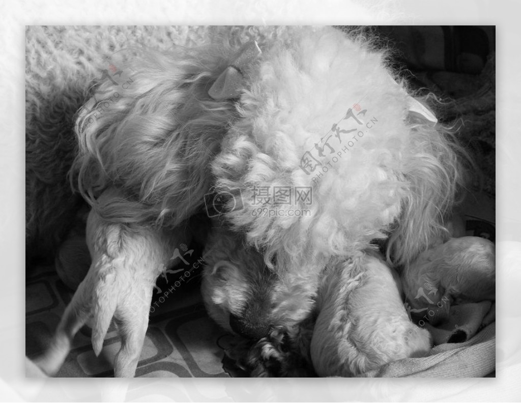 自然狗动物母亲包装休息黑色和白色珍珠新生儿狮子狗小狗婴儿