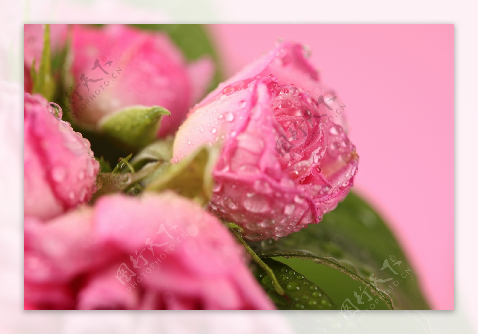 粉色水珠玫瑰花图片