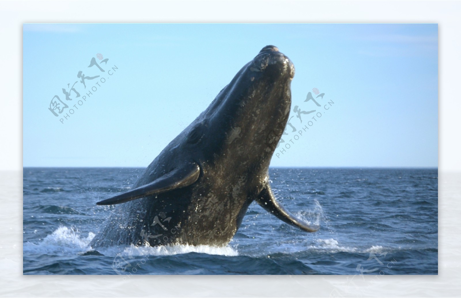 水面的杀人鲸图片