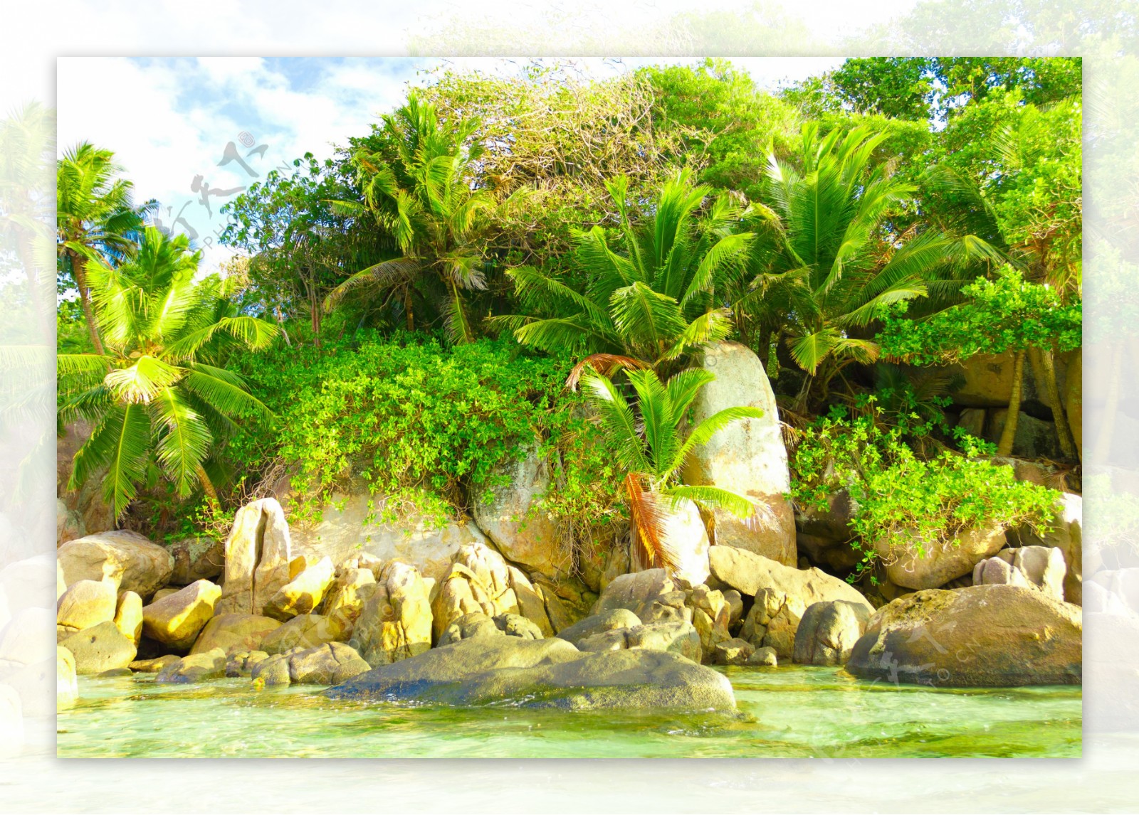 岩石边的椰子树图片