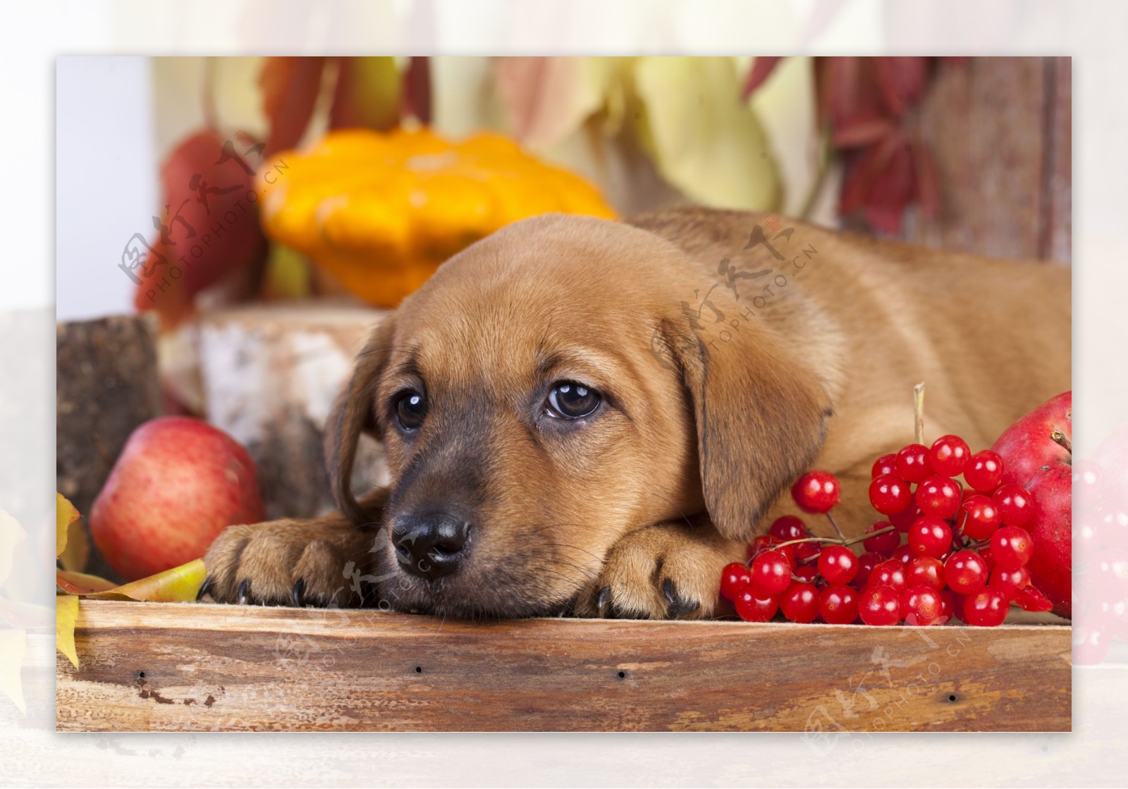 红色果子和宠物狗图片