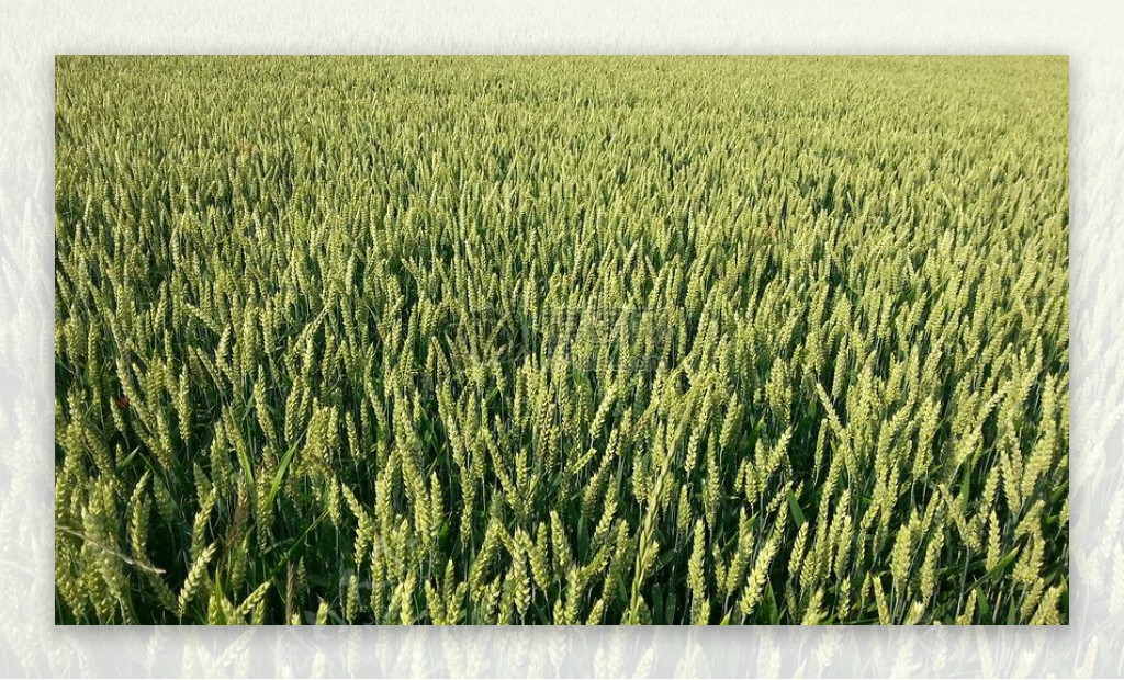 场农业小麦