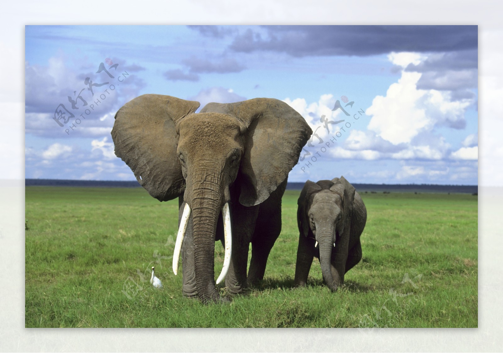 草原上的大象图片