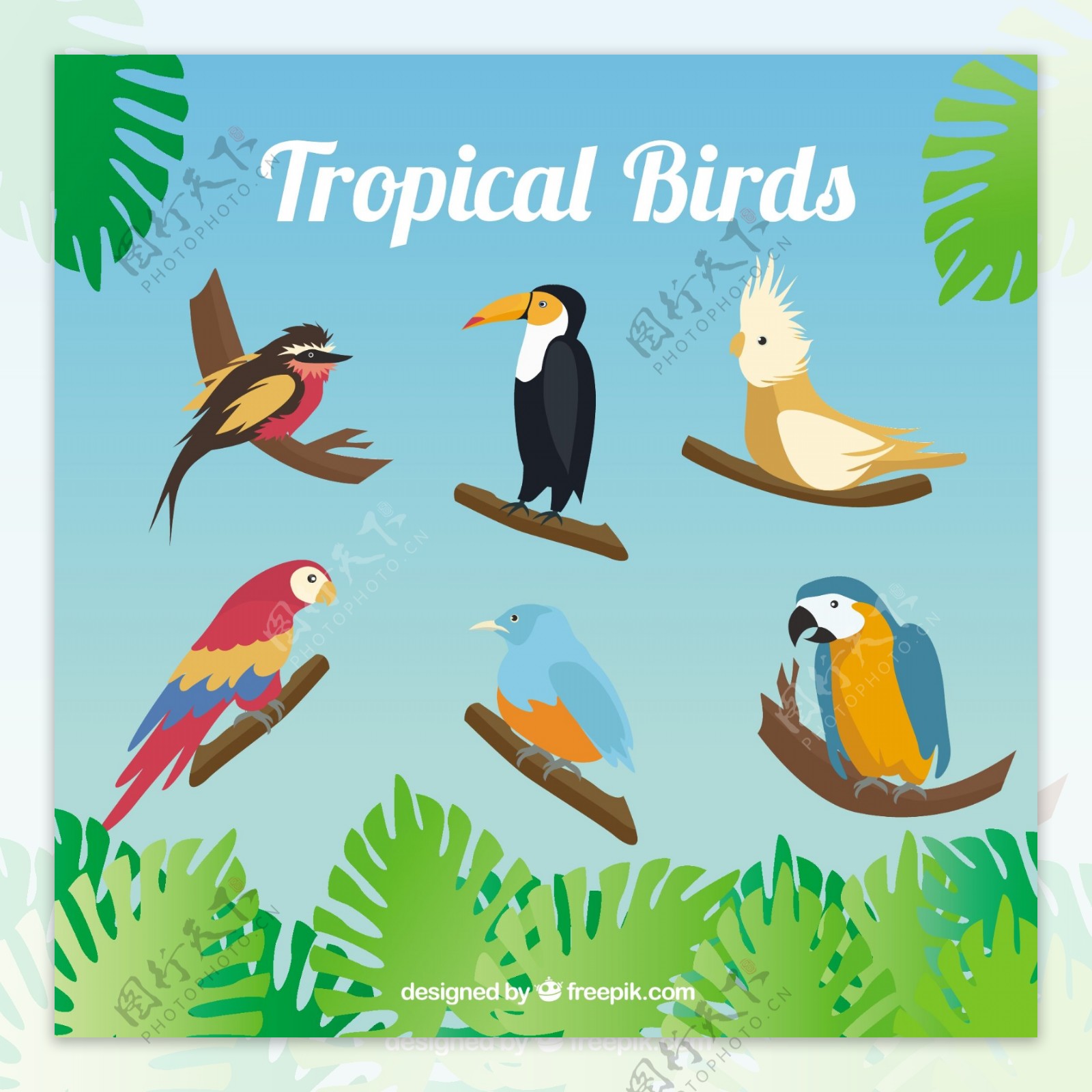 热带鸟类的种类
