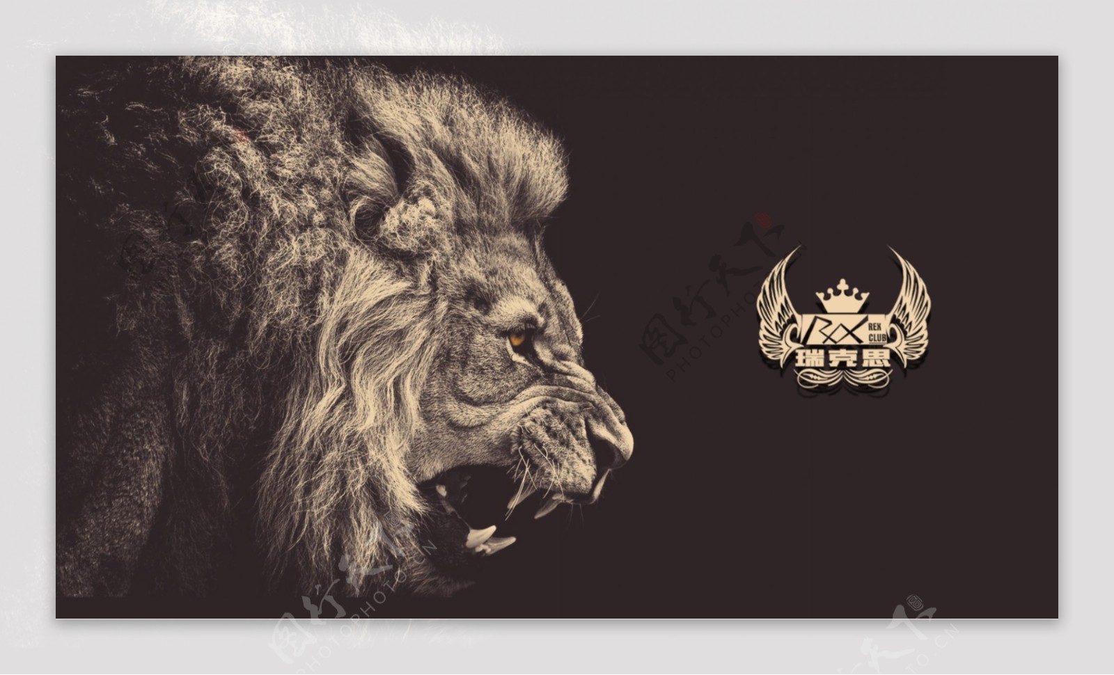 动物野生狮子电脑壁纸LOGO