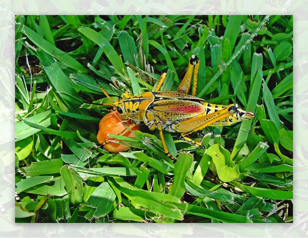 草地上的蝗虫