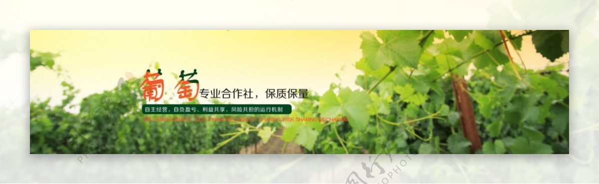 葡萄banner