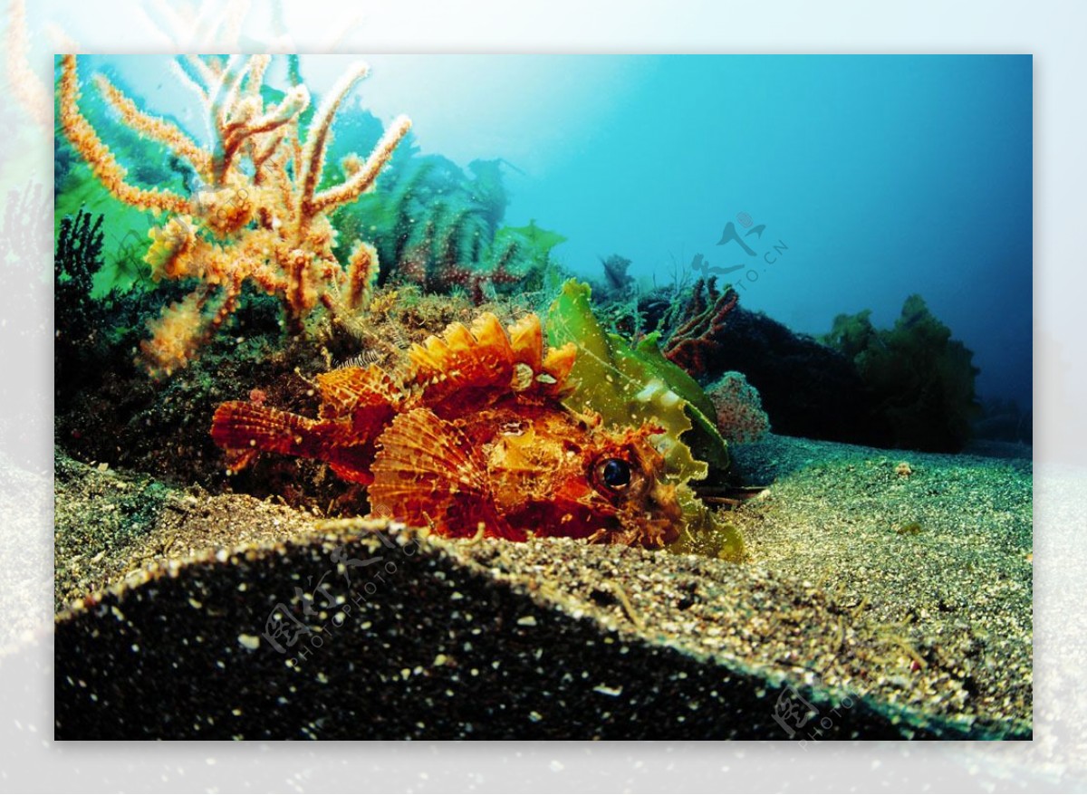 海底生物摄影图片