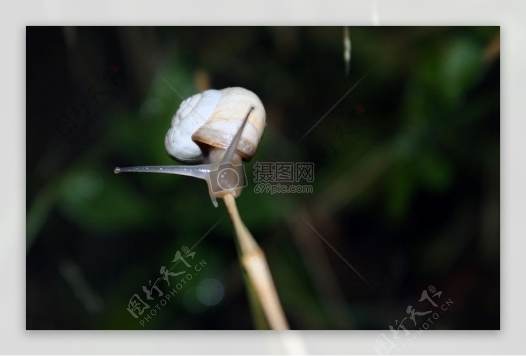 小草上的蜗牛
