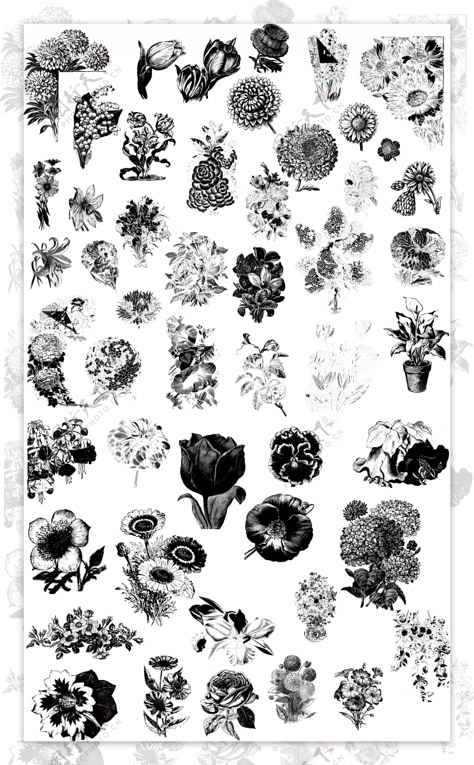 黑白手绘各种花朵插画