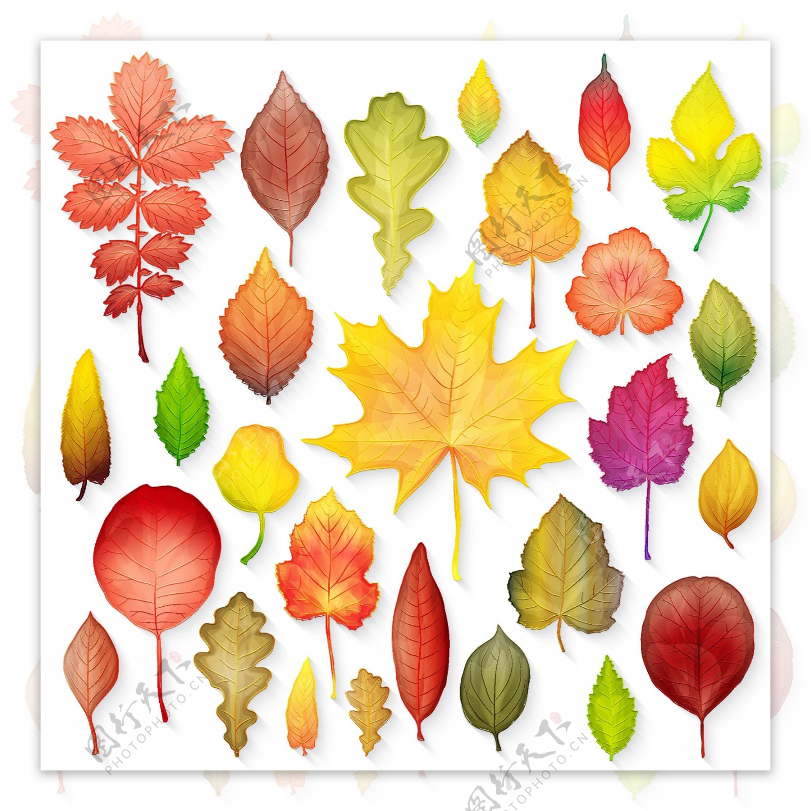 水彩绘各种叶子插画
