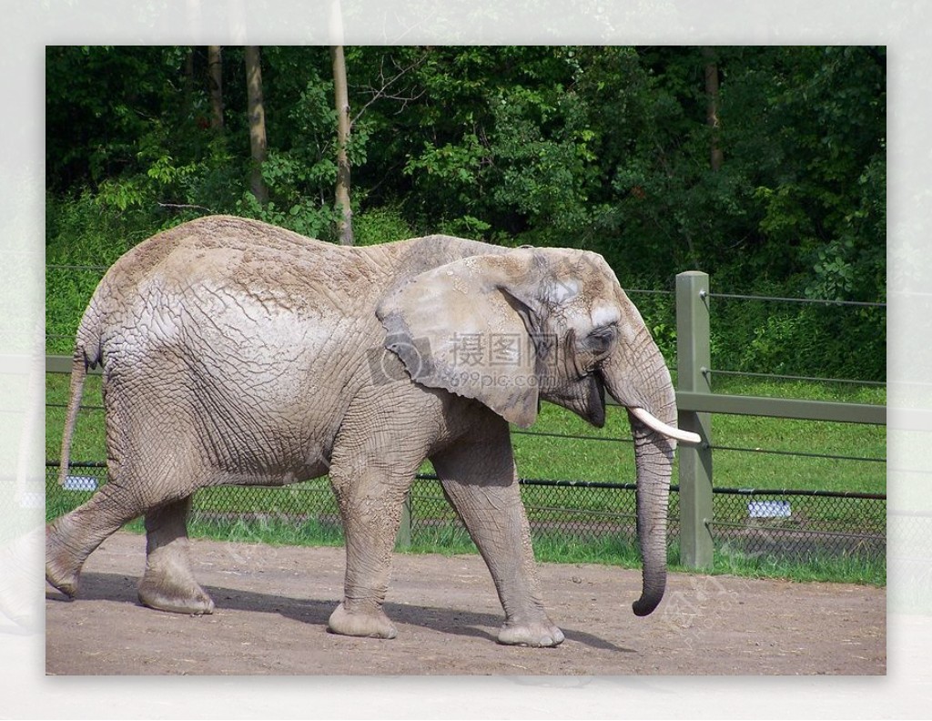 正在走着的大象