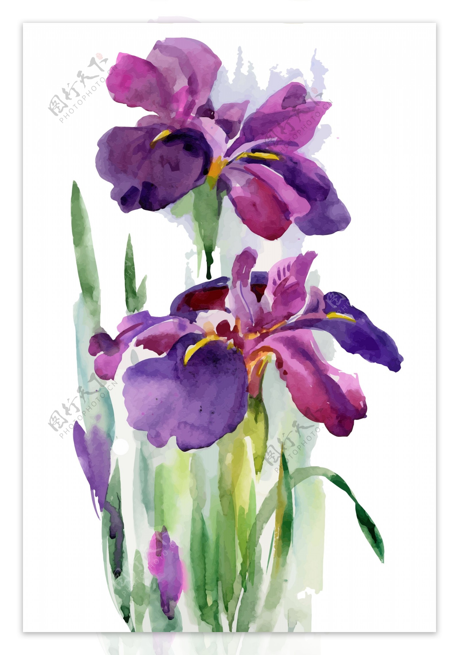 紫色花朵装饰花朵水彩手绘矢量文件