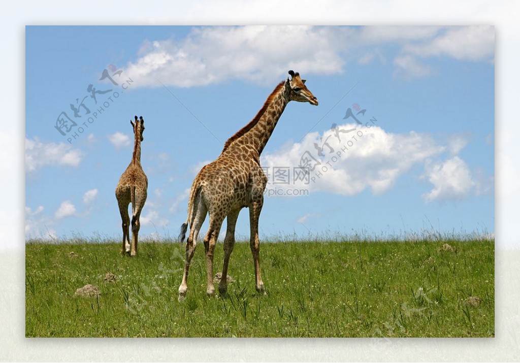 草地上的长颈鹿