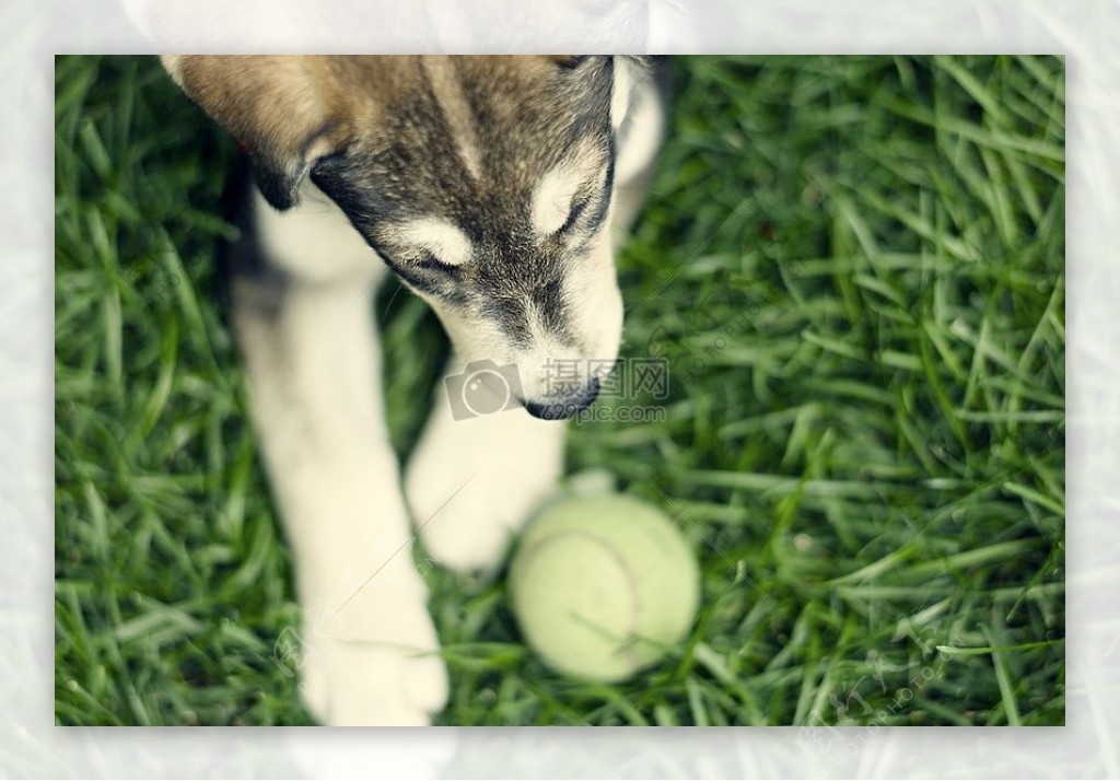 一只玩球的小狗