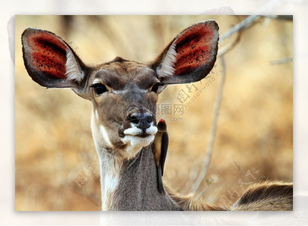 竖着耳朵的小鹿