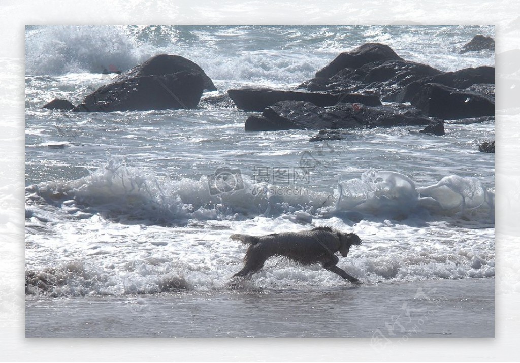 海边的大野狗
