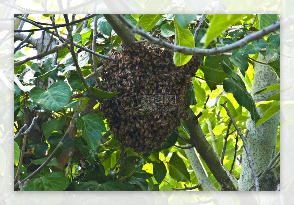 蜜蜂蜂巢隔壁