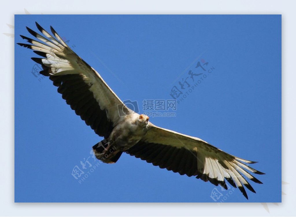 非洲palmnut秃鹫在飞行3