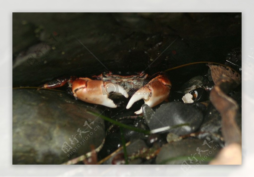 太平洋大蟹贝类