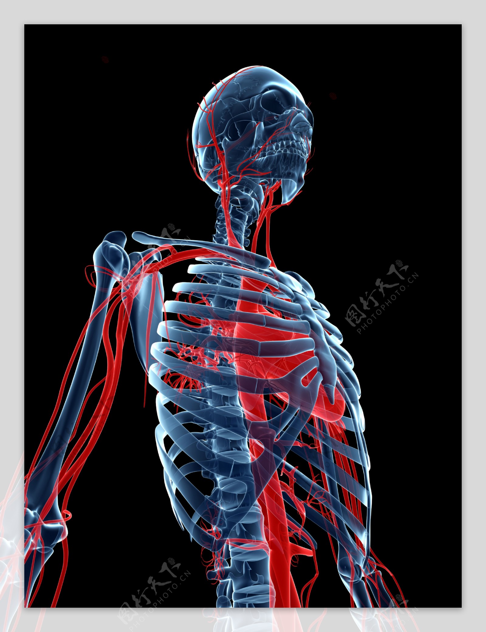 人体骨骼和血管图片