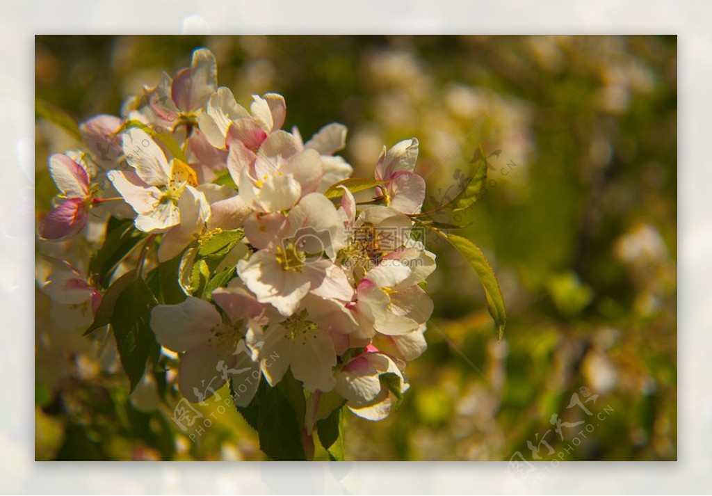 苹果花蜜蜂