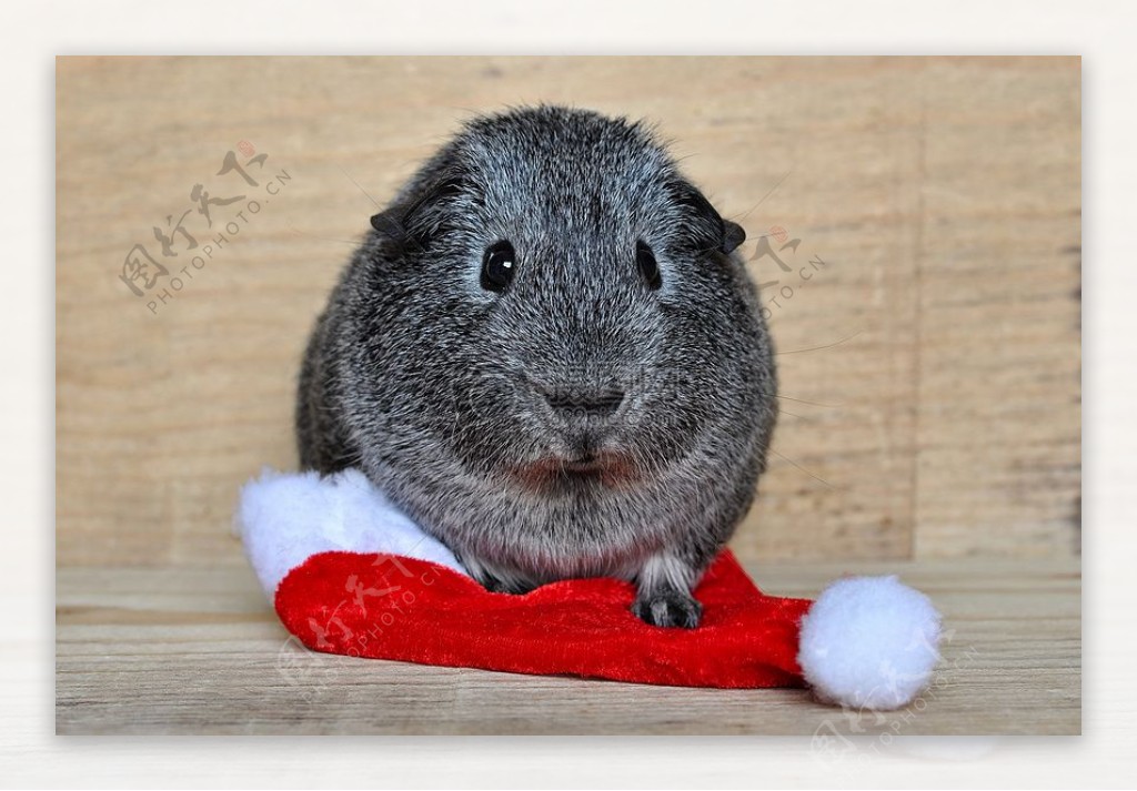 圣诞帽上的仓鼠