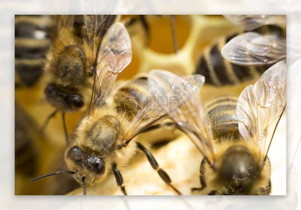 堆积觅食的蜜蜂
