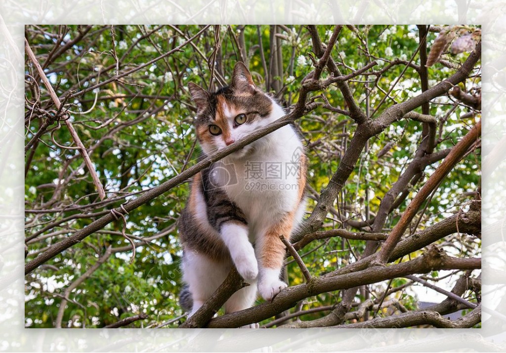 站在树上的猫咪