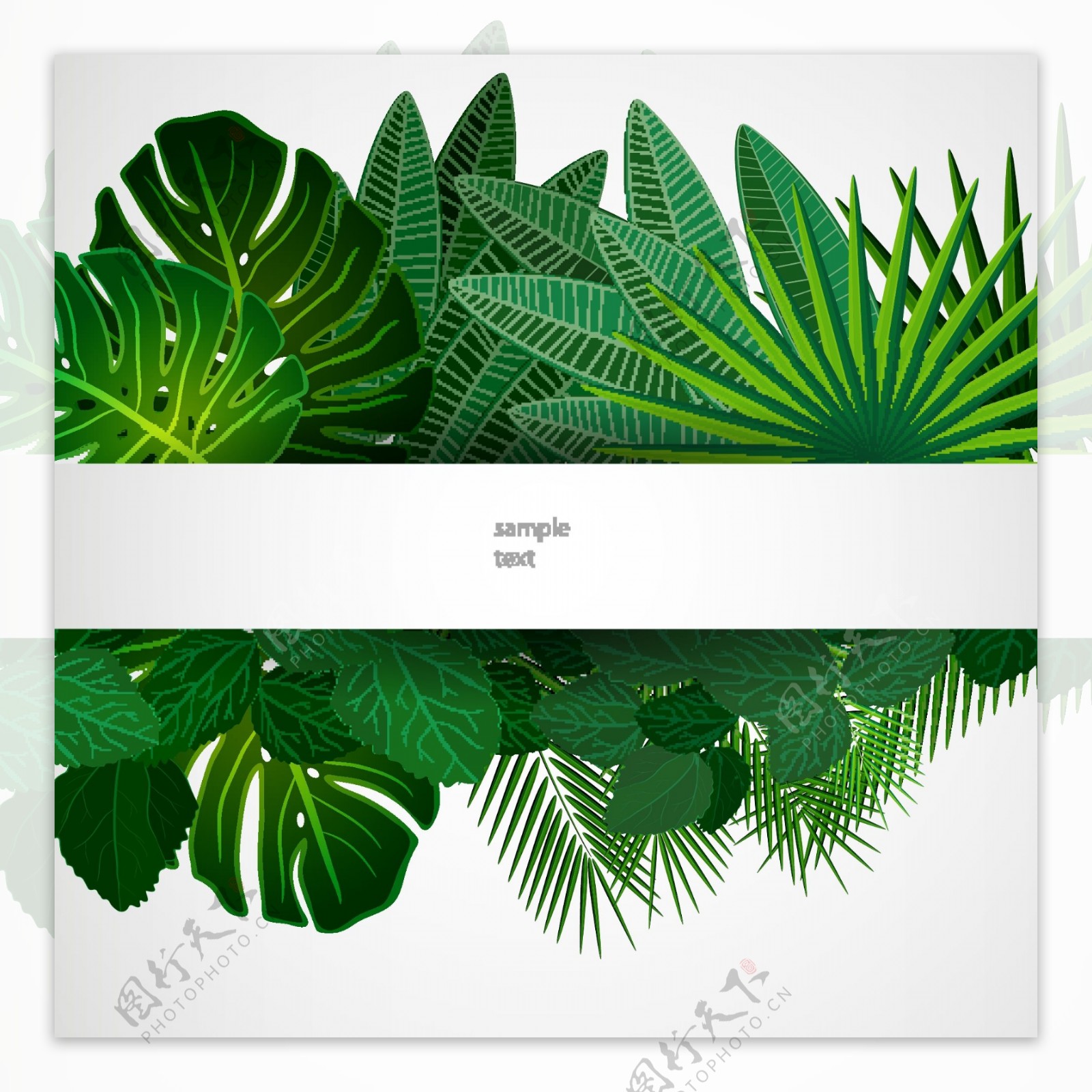 熱帶植物葉片