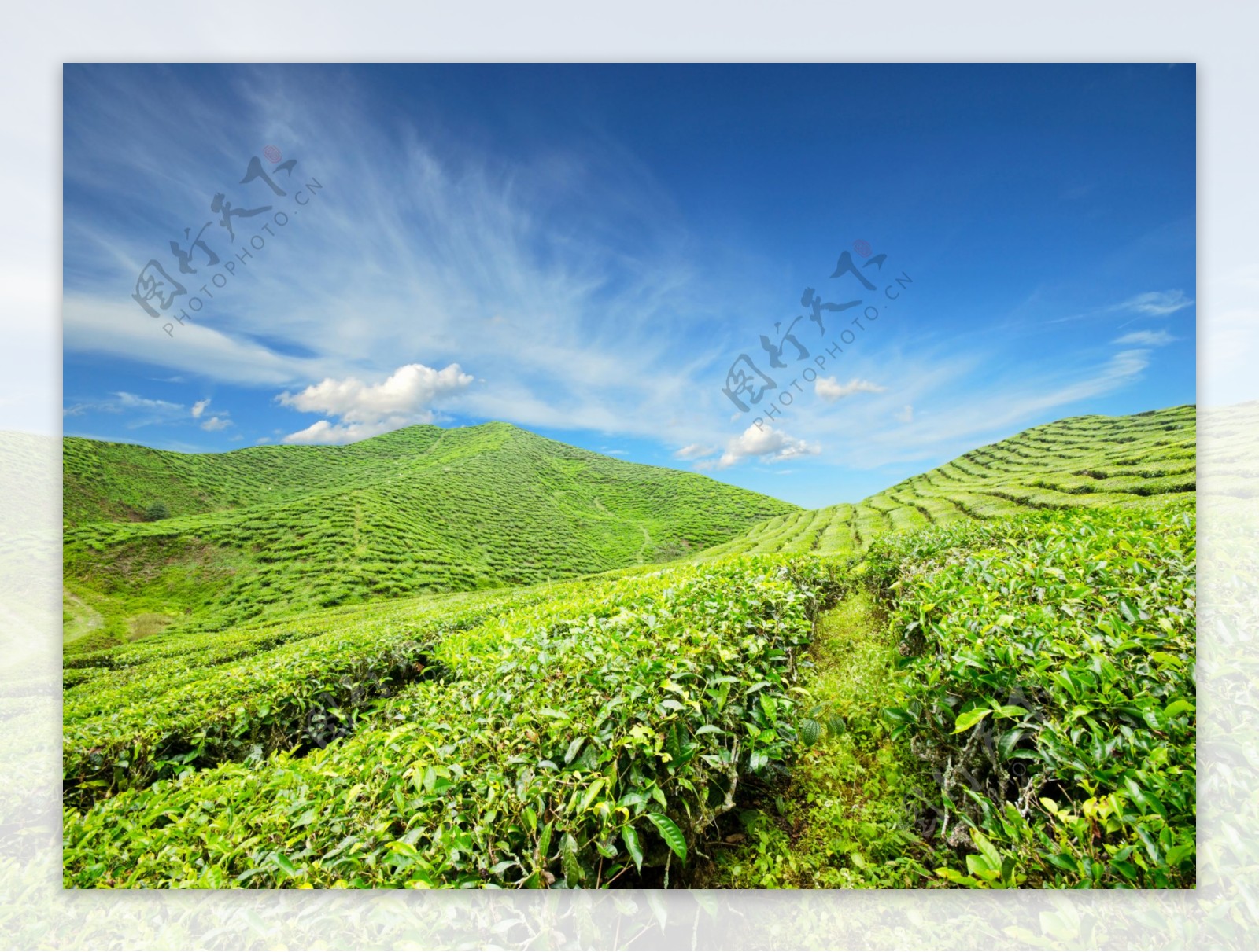 美丽绿茶茶山风景图片