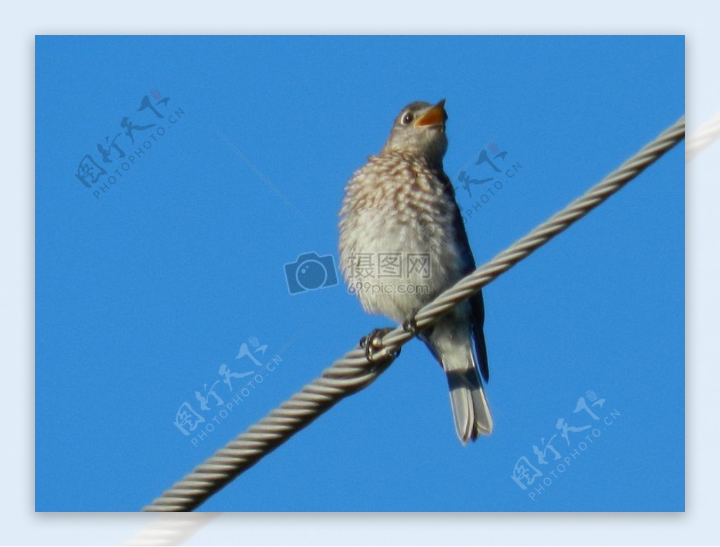 电线杆上的一只鸟