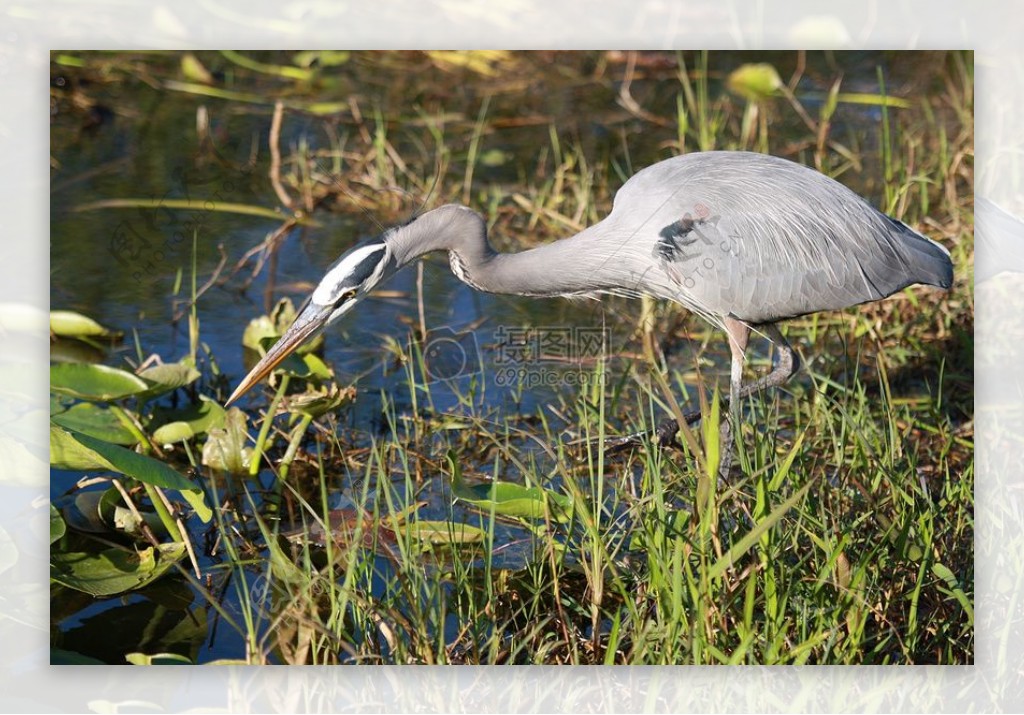 沼泽地觅食的鸟