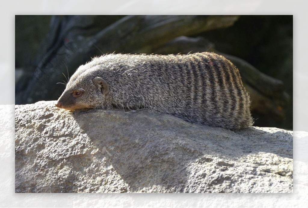 卧在阳光下的猫鼬