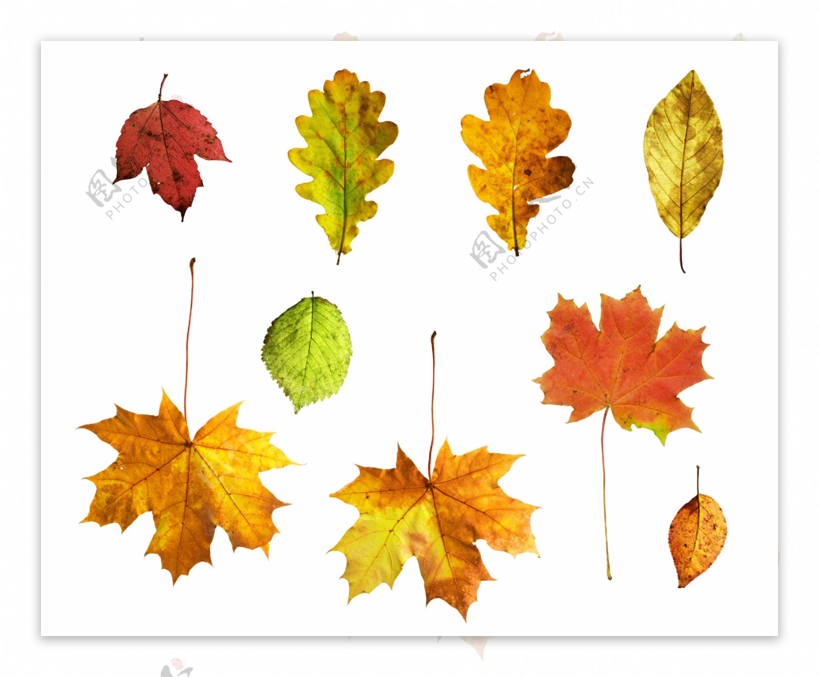 9个秋天树叶图片素材