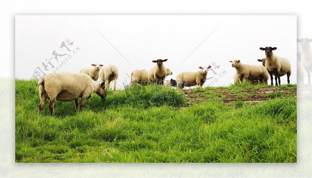 正在吃草的小羊