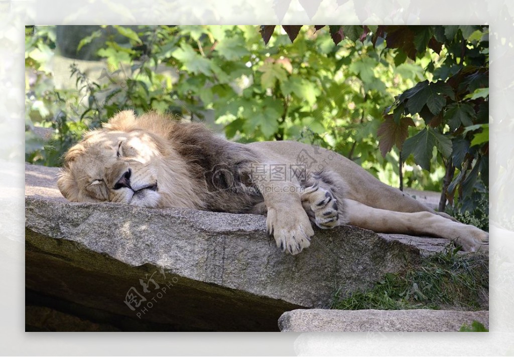 躺着睡觉的小狮子