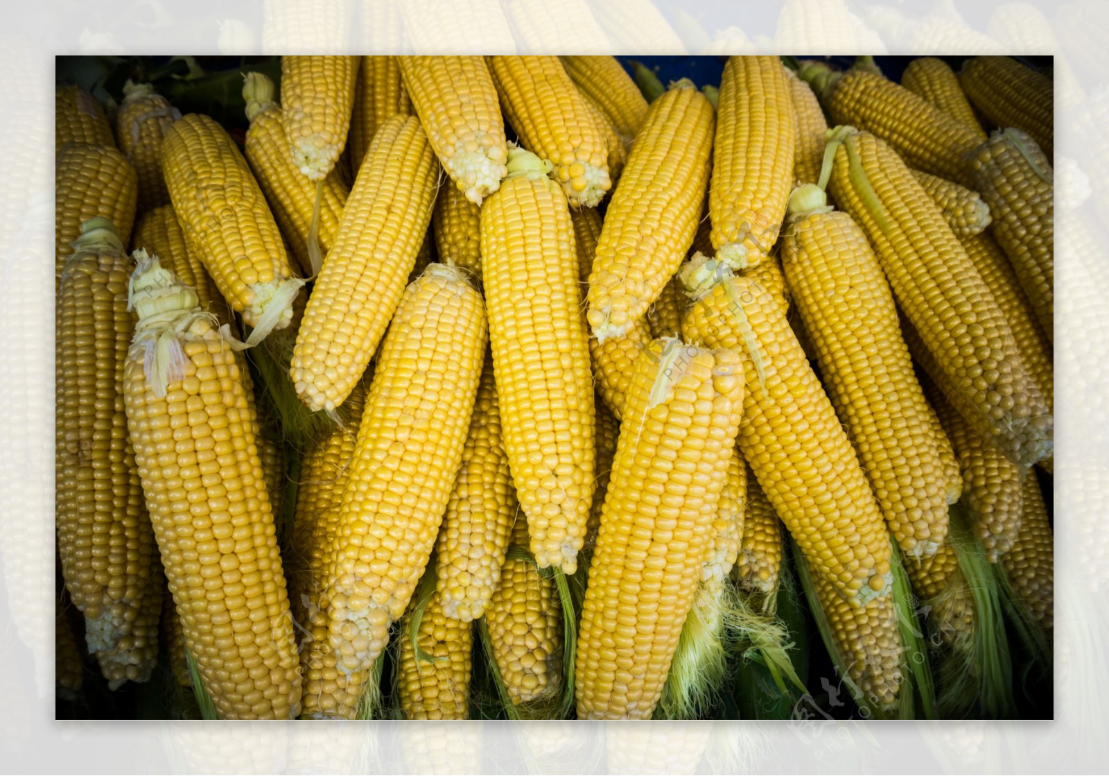 新鲜玉米棒摄影图片