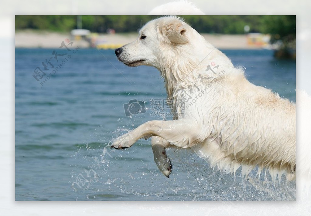 水中奔跑的白狗