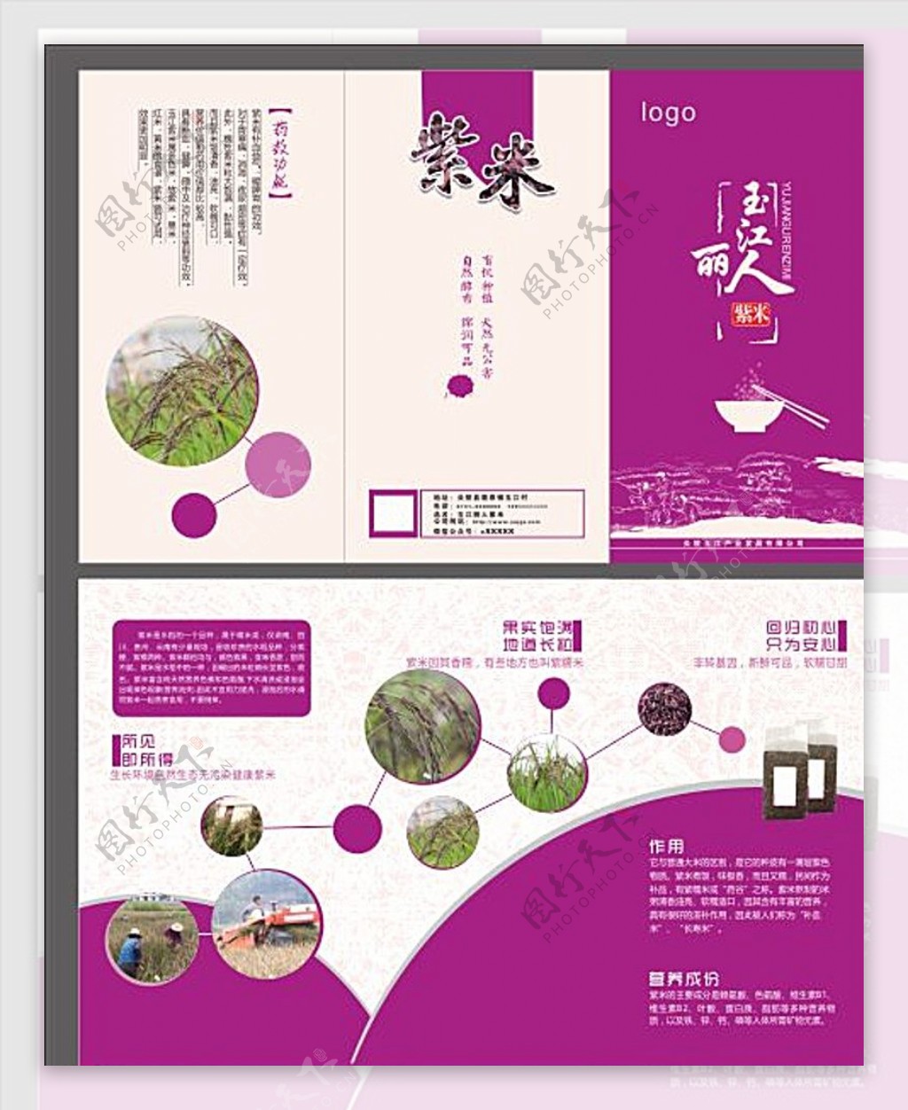 紫米三折页图片