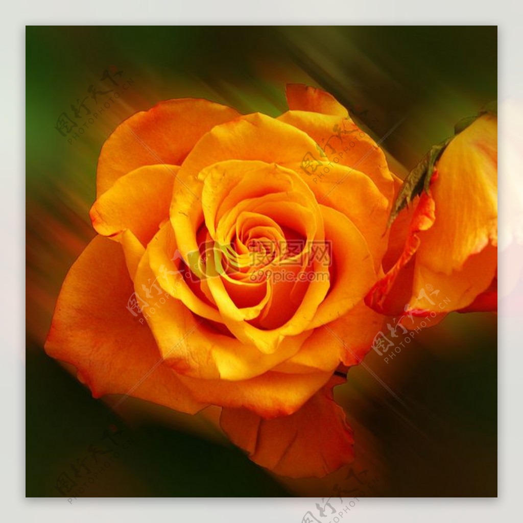 绽放的橙色玫瑰花