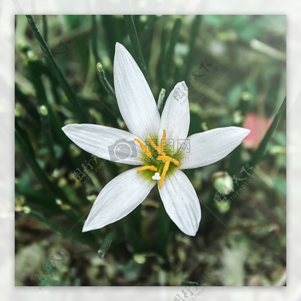 白色的水仙花