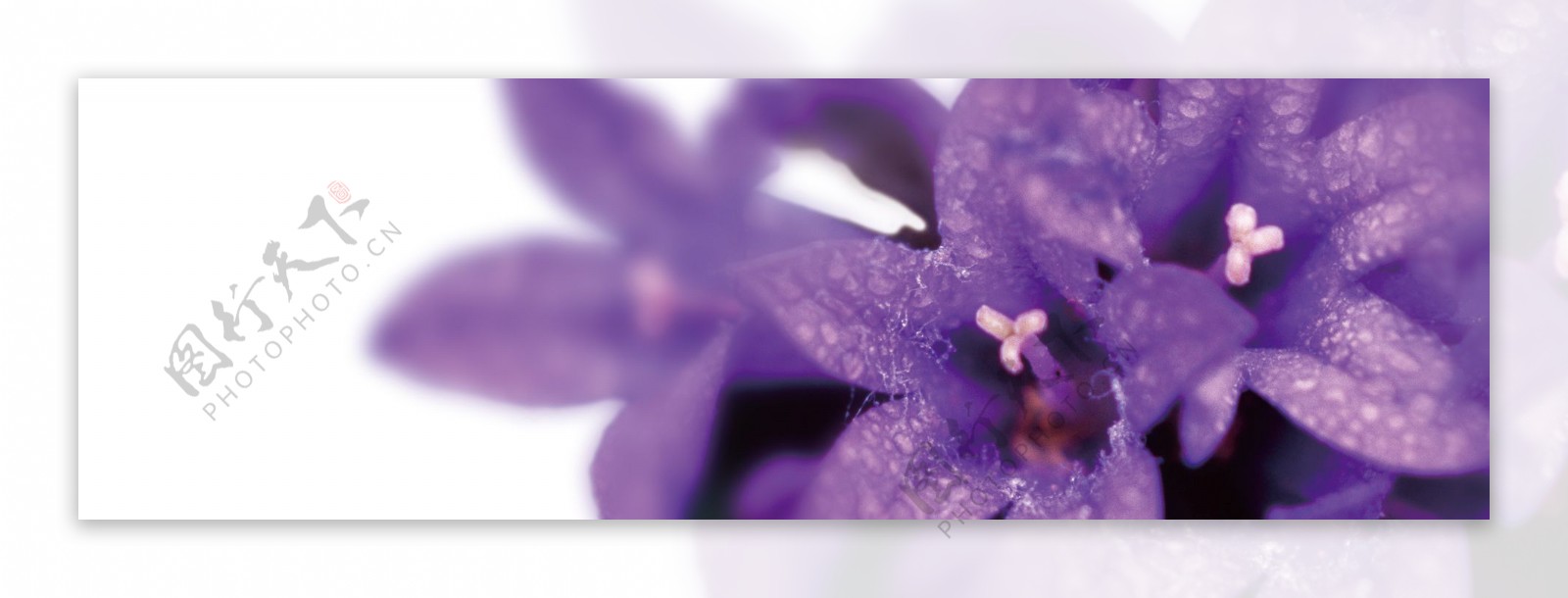 紫色鲜花背景图