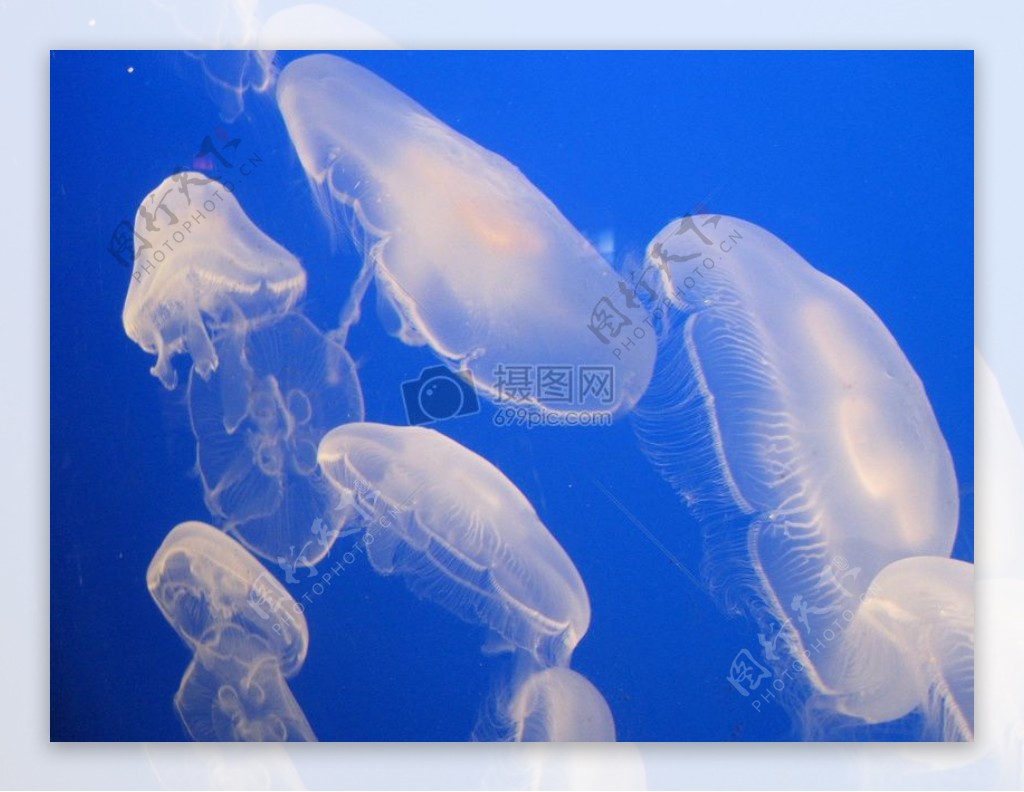 水族馆里的水母