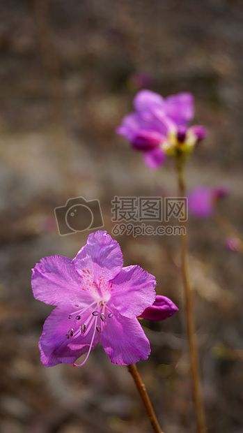 紫色的花朵素材