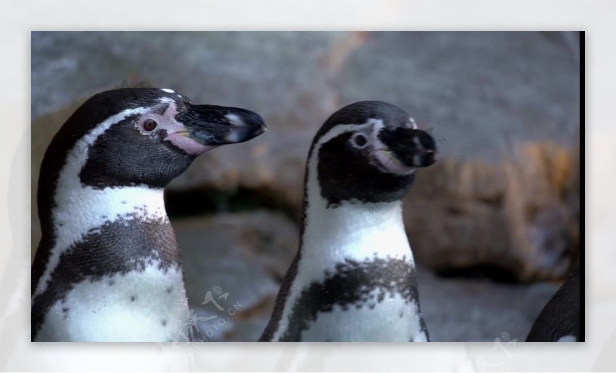 企鹅动物鸟类视频