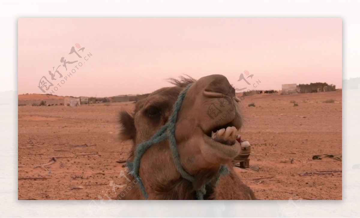 沙漠骆驼特写视频